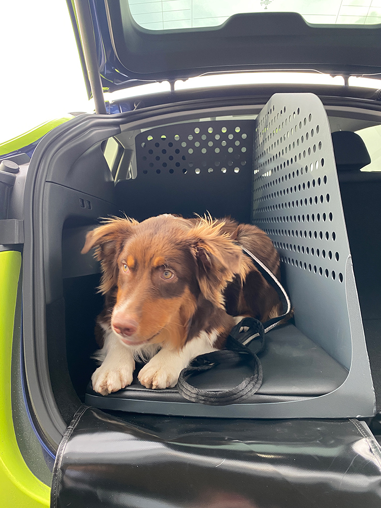 Hundebur Tesla Model Y - BeGood